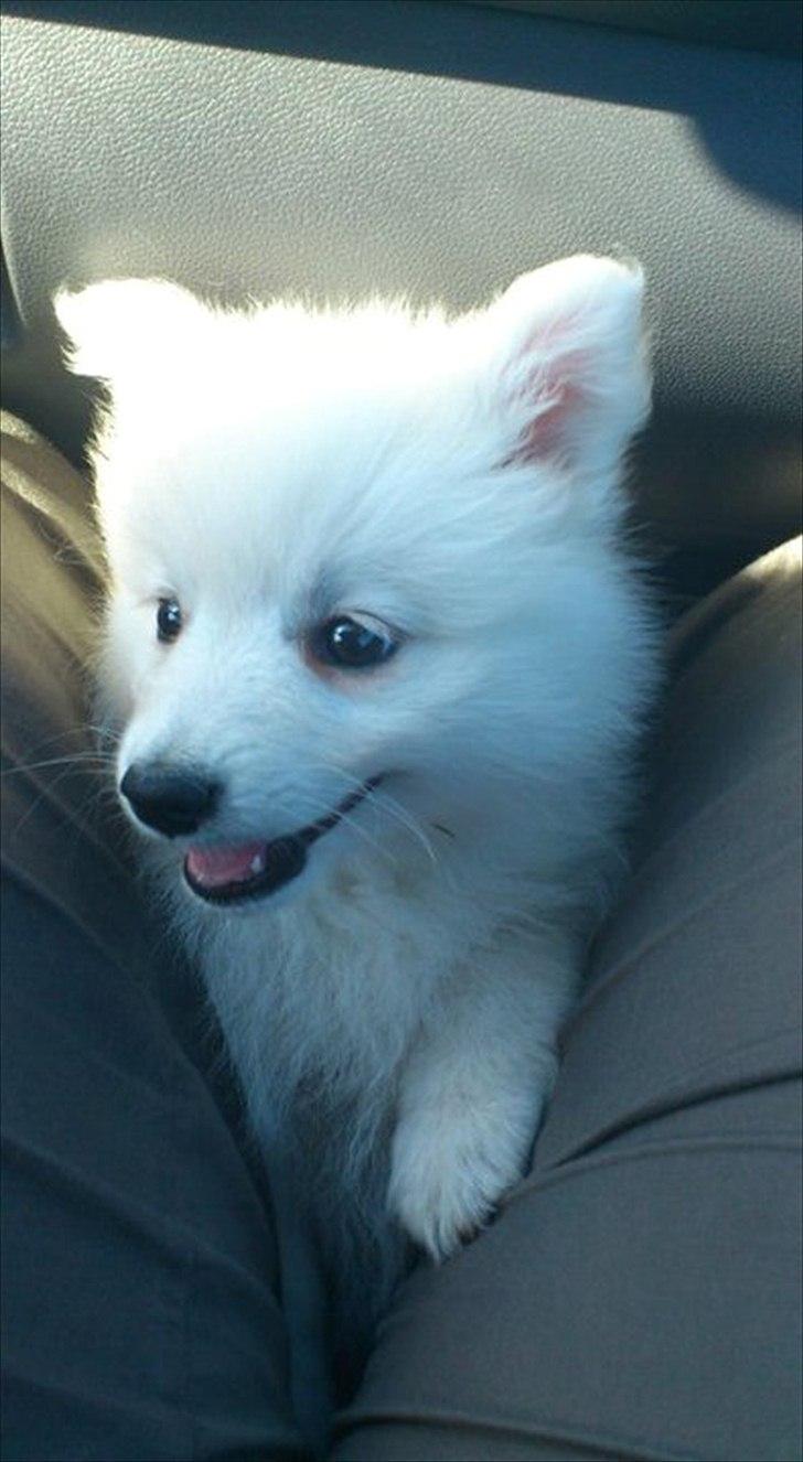 Japansk spids Trille - På vej hjem til mit nye hjem  billede 1