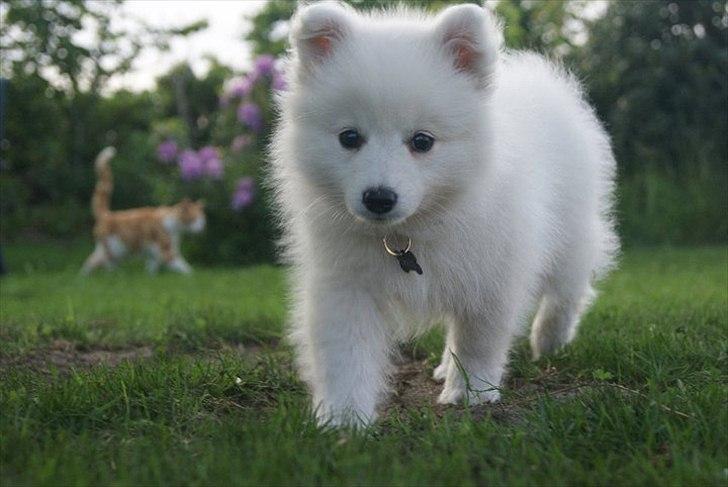 Japansk spids Trille - På besøg ude ved Line og jesper. Wow de havde nogle store hunde. men jeg var ikke så bange for dem. kun lidt deres lille, som er samme race som Maggie. hun var bare lidt sur. Men skidt pyt billede 3