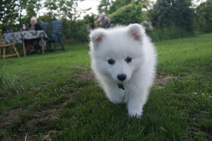 Japansk spids Trille billede 4