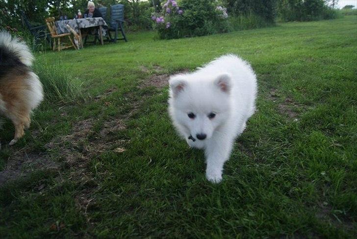 Japansk spids Trille billede 5