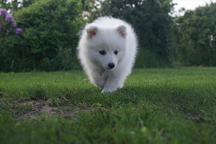 Japansk spids Trille billede 6