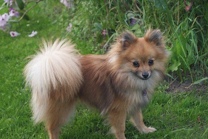 Pomeranian Maggie - Nyeste billede .  billede 13