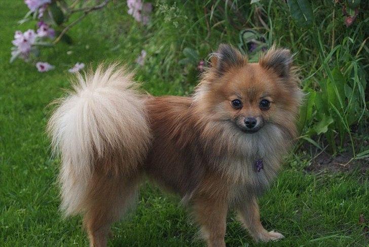 Pomeranian Maggie - Er jeg ikke flot  billede 14
