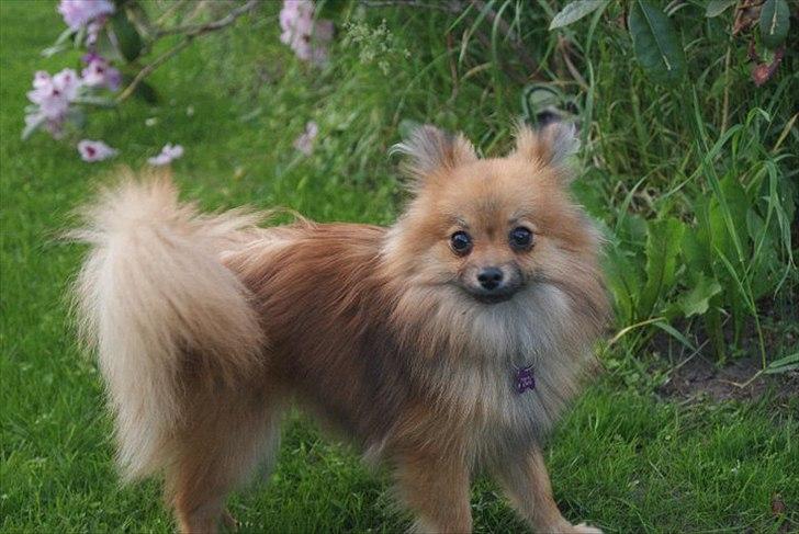 Pomeranian Maggie - :) billede 15