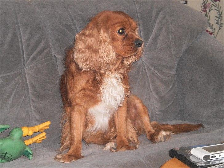 Cavalier king charles spaniel Charley - Ser nok fjernsyn ;) Is bilen PPUUhhhaaaa den kan vi ikke lide    WUF!!! billede 10