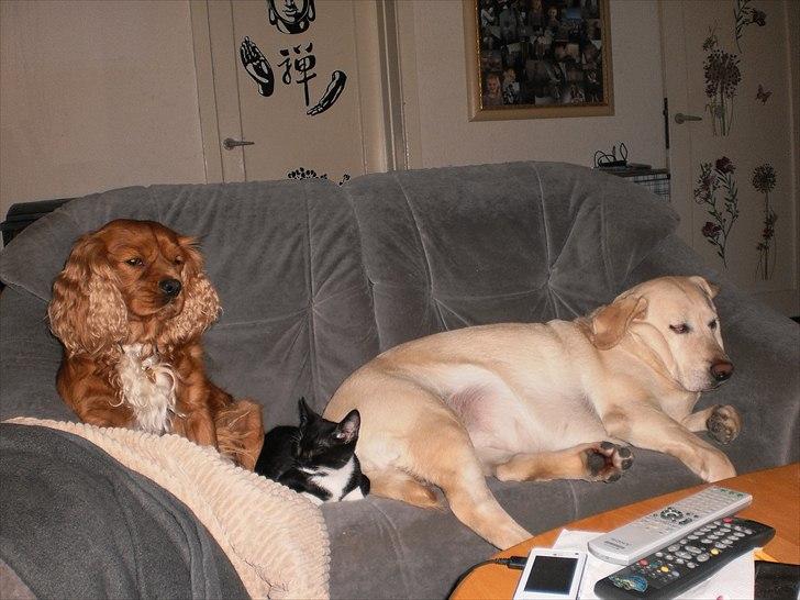 Cavalier king charles spaniel Charley - Kan sammen med tæver og katte og kaniner ;) ikke altid hanner :( billede 9