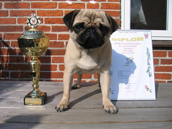 Mops Yasmin - Tinglev 2011 billede 11