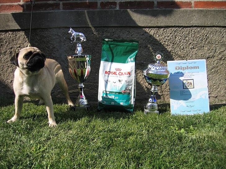 Mops Yasmin - Ejstrupholm 2011 billede 12