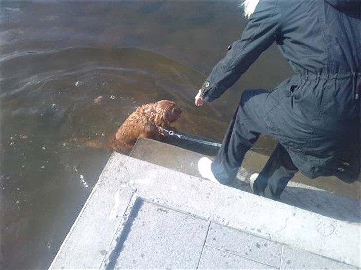 Cavalier king charles spaniel Charley - Moar hjælp er vist lidt tung i år ;) billede 12