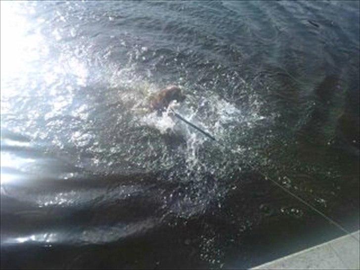 Cavalier king charles spaniel Charley - Som sagt Elsker jeg vand er bare ny begynder i svømning så skal helst ku nå bunden :) billede 11