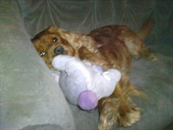 Cavalier king charles spaniel Charley - Så putter vi mig og haffelaffen fra peter plys <3  billede 16