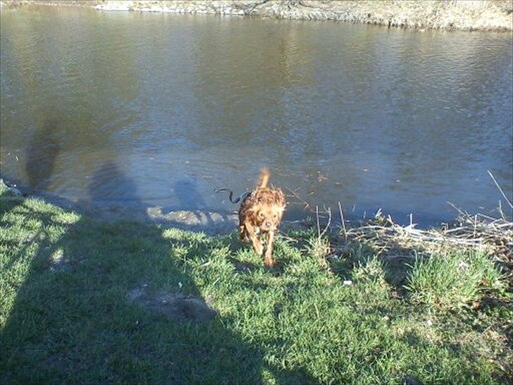 Cavalier king charles spaniel Charley - Jeg elsker vand og frihed <3 billede 15