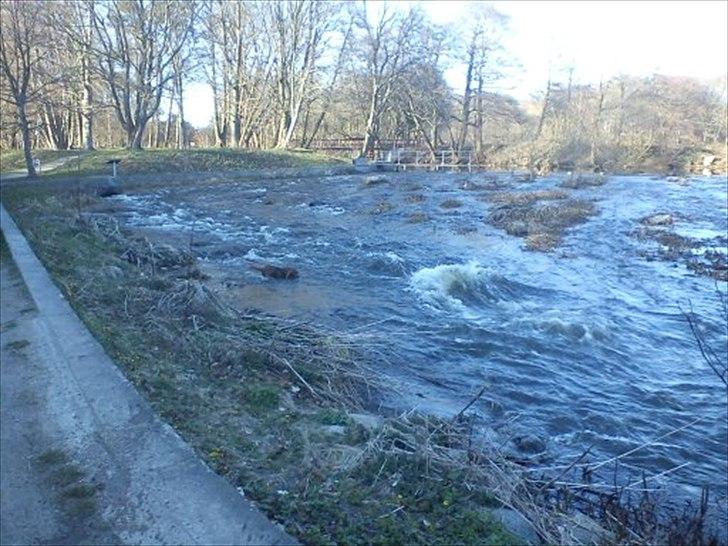 Cavalier king charles spaniel Charley - Haha ja det sejt og jeg ka :D billede 13