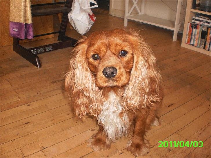 Cavalier king charles spaniel Charley - Profil billede billede 2