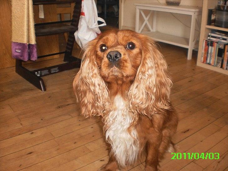 Cavalier king charles spaniel Charley - Snoppen charles  billede 1