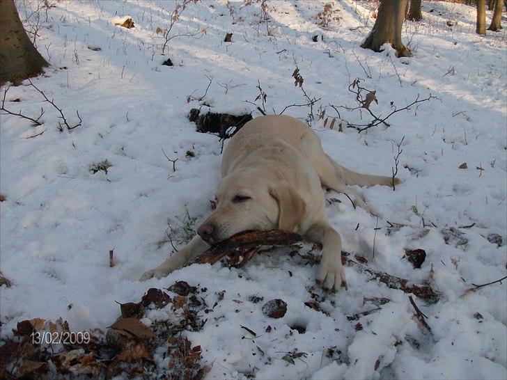 Labrador retriever Tiggy - Tiggy i sit s
og en pind <3 billede 1
