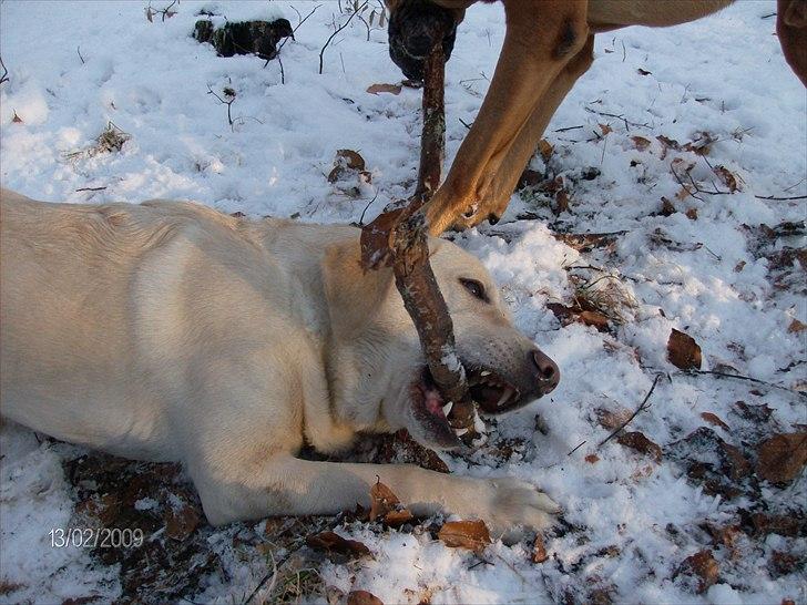 Labrador retriever Tiggy - Tiggy på tur med sin dreng ven titan  billede 2