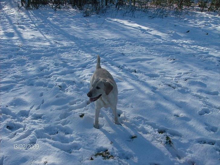 Labrador retriever Tiggy - Tiggy fars guld klump nr 1 <3 billede 3