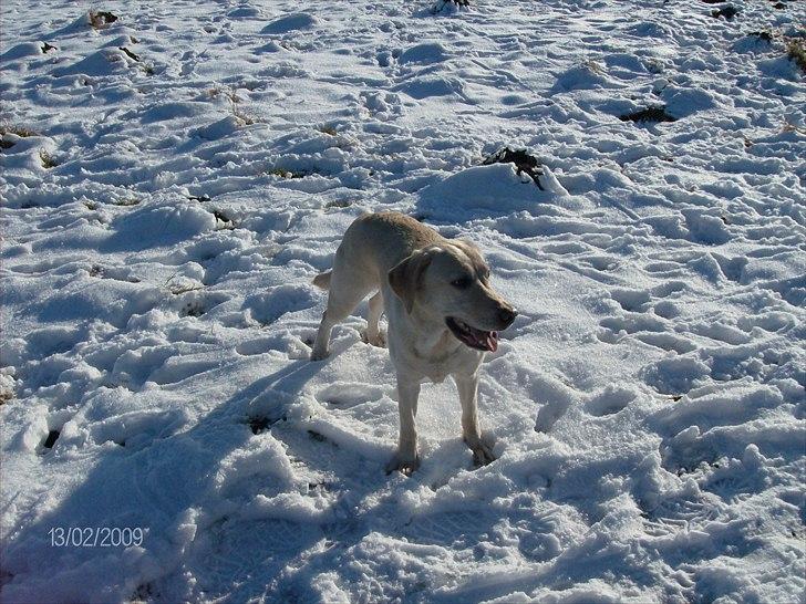 Labrador retriever Tiggy - Dejligt med lidt sne
 jeg går helt agurk billede 4