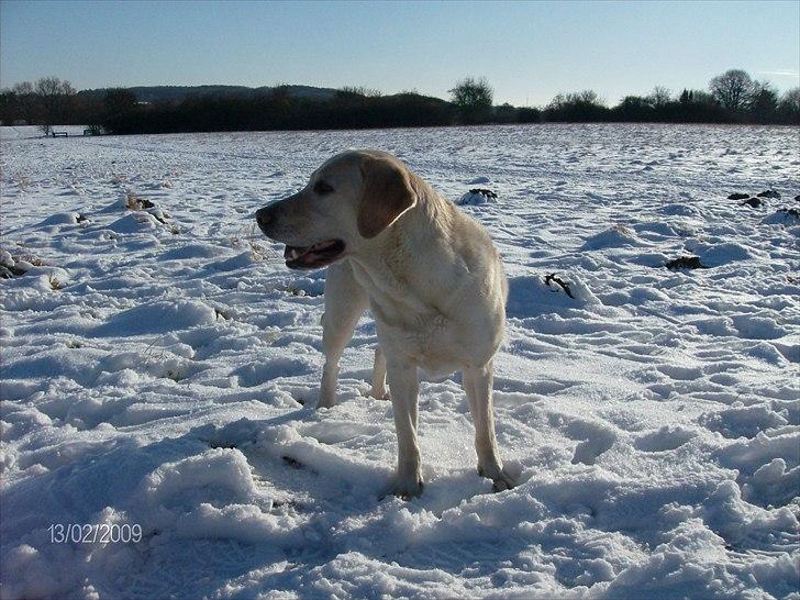 Labrador retriever Tiggy - hvor blev han nu af  billede 5