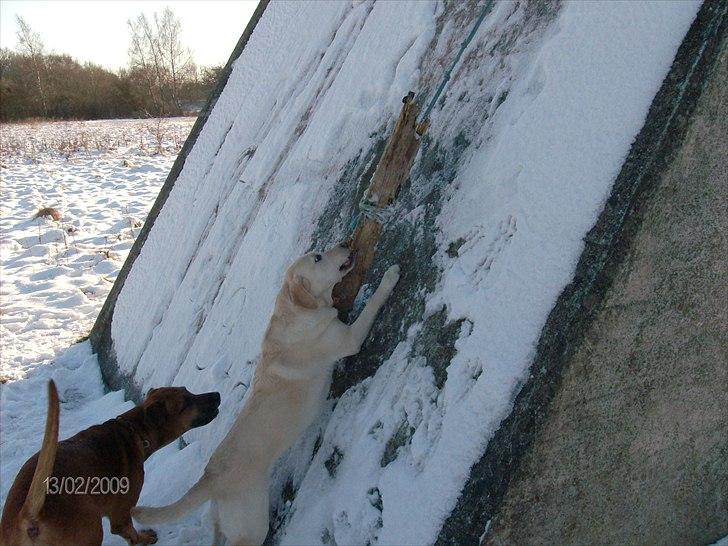 Labrador retriever Tiggy - den er lige kort nok den snor billede 6