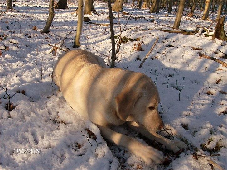 Labrador retriever Tiggy - Mmm min ynglings pind billede 7
