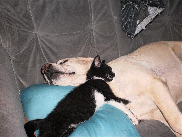 Labrador retriever Tiggy - dejligt at få en slapper efter en lang tur i skoven billede 8