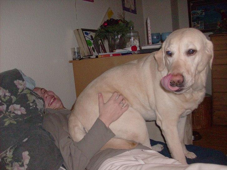 Labrador retriever Tiggy - så kan du lære det mor 
jeg gider ik alt dit pjat billede 9