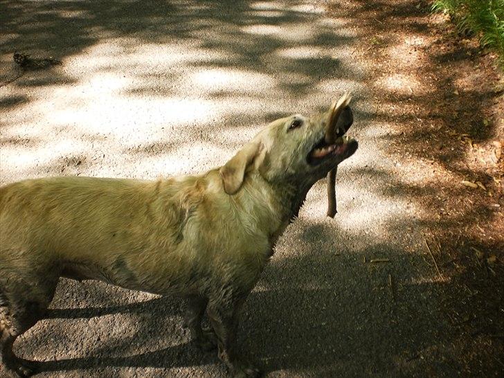 Labrador retriever Tiggy - jeg tror jeg skal hjem og have et lille bad ellers bliver den gamle nok gal billede 17