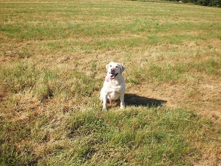 Labrador retriever Tiggy - Er jeg ikke cute? billede 10