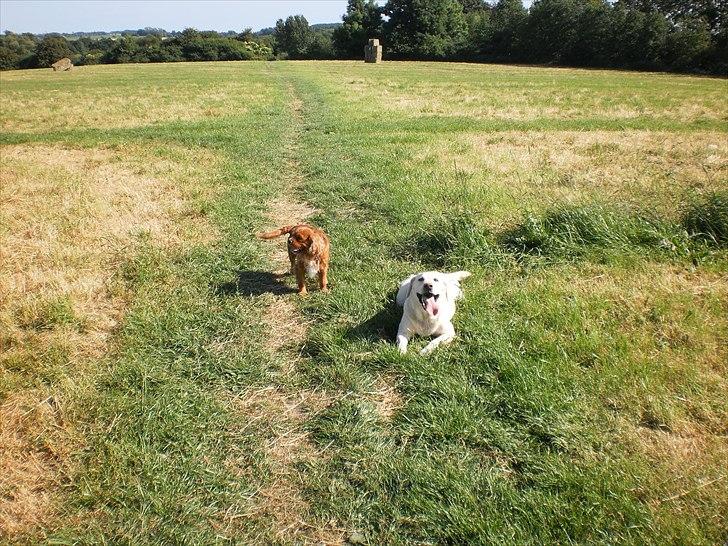 Labrador retriever Tiggy - utroligt man altid skal vente på de 2 tosser billede 12