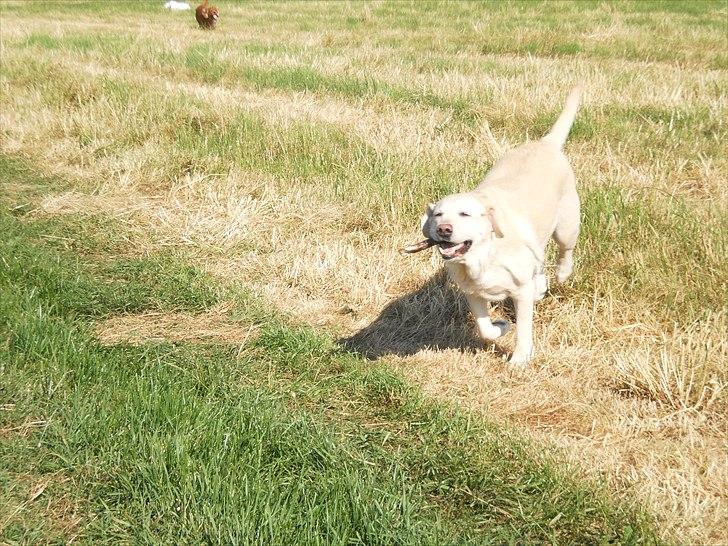 Labrador retriever Tiggy - kast nu den pind far billede 11