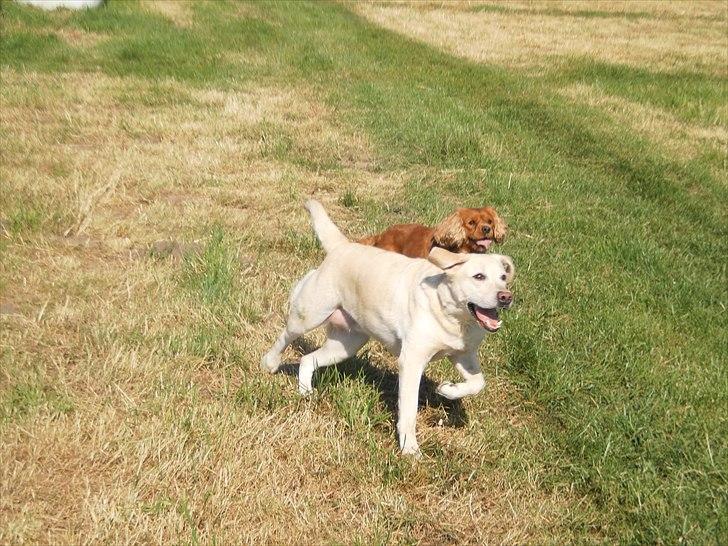 Labrador retriever Tiggy - det gir varmen det møg billede 13