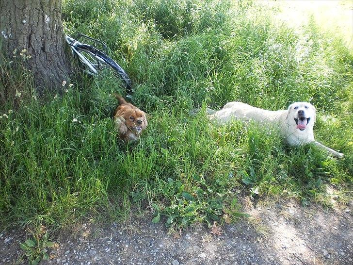 Labrador retriever Tiggy - magter det snart ik mere billede 14