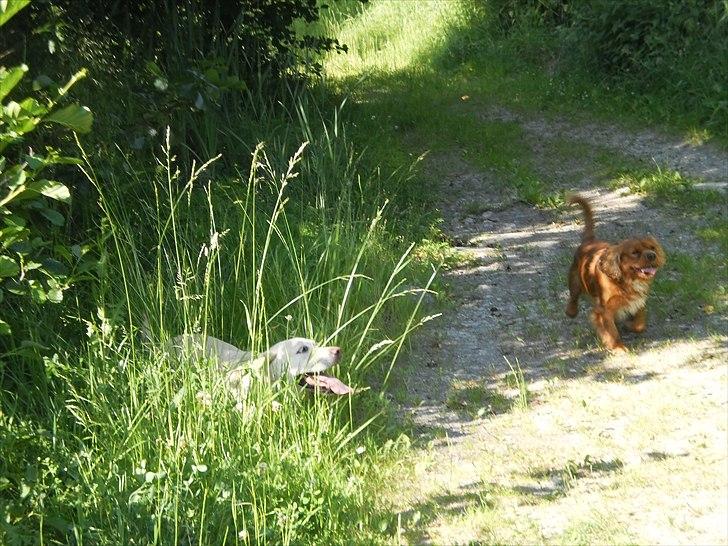 Labrador retriever Tiggy - VAND!!!! billede 15