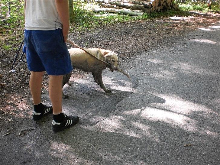 Labrador retriever Tiggy - så skal far lige have en tur med kæppen inden vi går hjem hihi billede 18