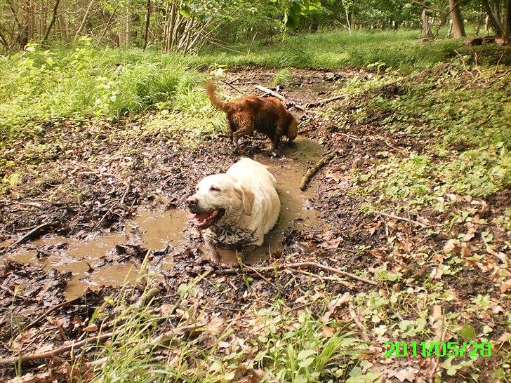 Labrador retriever Tiggy - lidt vand er bedre end ingen vand
og mudder skulle være godt for pelsen billede 16