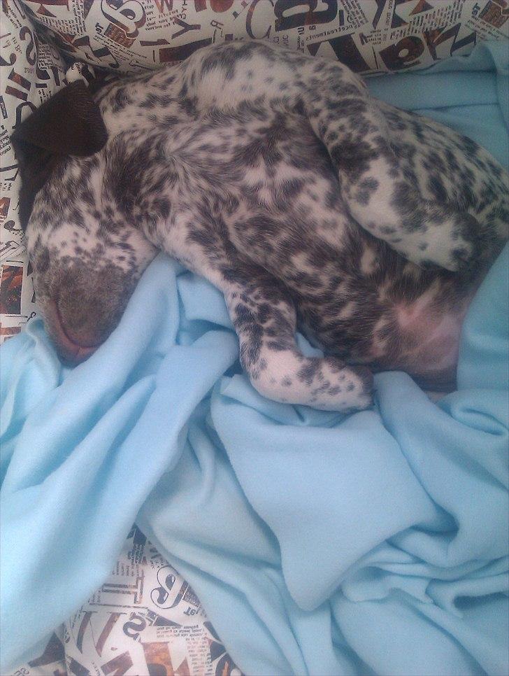 Blanding af racer Sonja  billede 7