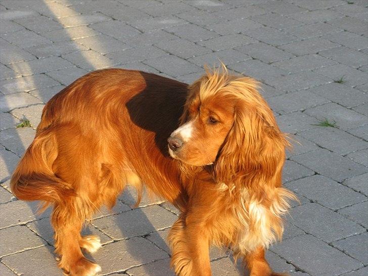 Cocker spaniel » bailey «  billede 12
