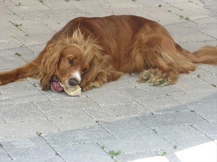 Cocker spaniel » bailey «  billede 13
