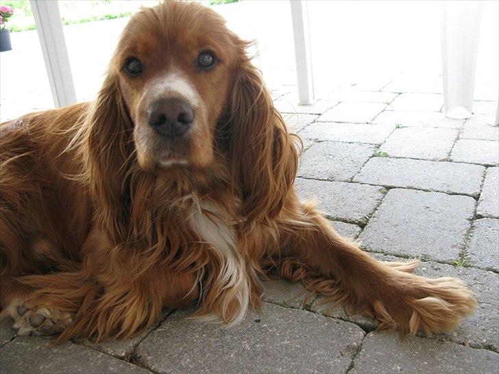 Cocker spaniel » bailey «  billede 10