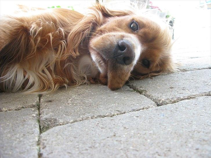 Cocker spaniel » bailey «  billede 8