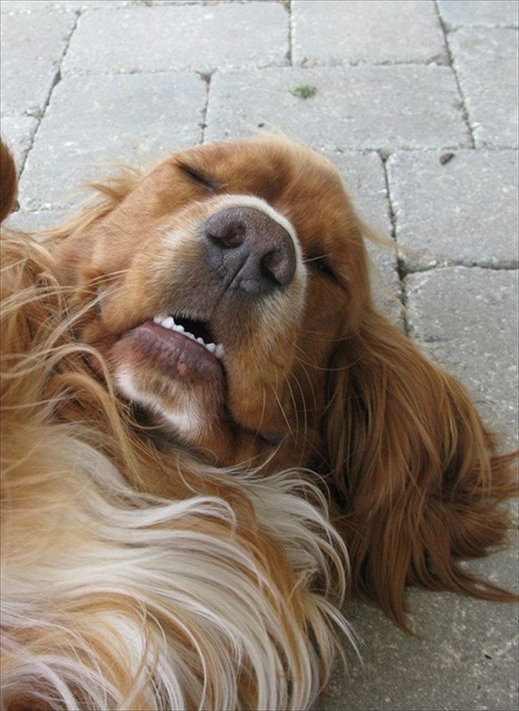 Cocker spaniel » bailey «  billede 11