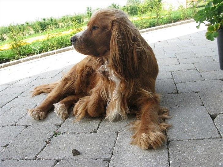 Cocker spaniel » bailey «  billede 9