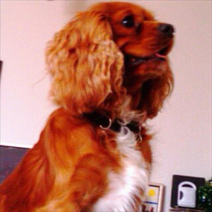 Cavalier king charles spaniel Charley - I´m the KING of the world... billede 7