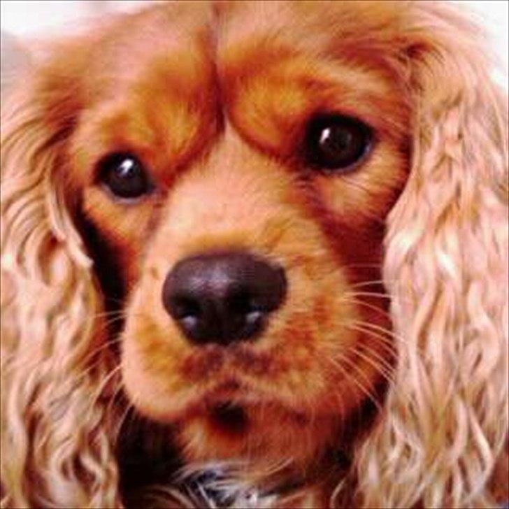 Cavalier king charles spaniel Charley - KUK...KUK....
ER DU DER INDE??? ;) billede 8