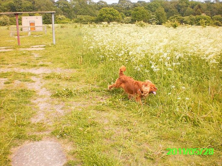 Cavalier king charles spaniel Charley - Den er hård den bane stikker lige over og tisser :)  billede 17