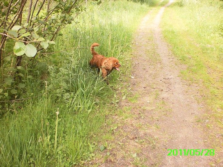 Cavalier king charles spaniel Charley - Jeg <3 de ture man får snust og snust  billede 18