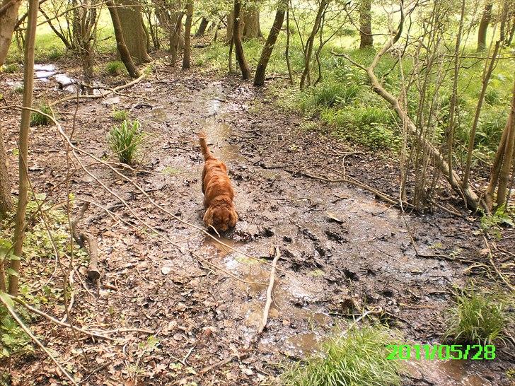 Cavalier king charles spaniel Charley - MMMmmm Mudder findes der noget bedre?? :) billede 19