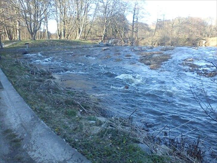 Cavalier king charles spaniel Charley - WWWWWWWWEEEEEEEEEEEEEEEEEEEEEEEEEEEEEEEEEEEEEEEEEEEEEEEEEEEEEEEEEEEEEEE billede 14